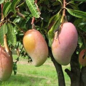 Payri Mango  Mangoes Appx. 3KG 10-12 PCs PRE-ORDER NOW! Collection / Delivery