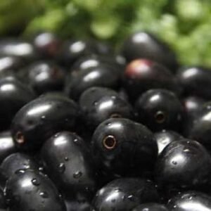 Fresh Jamun (India) - Black Berry Plant  450GM